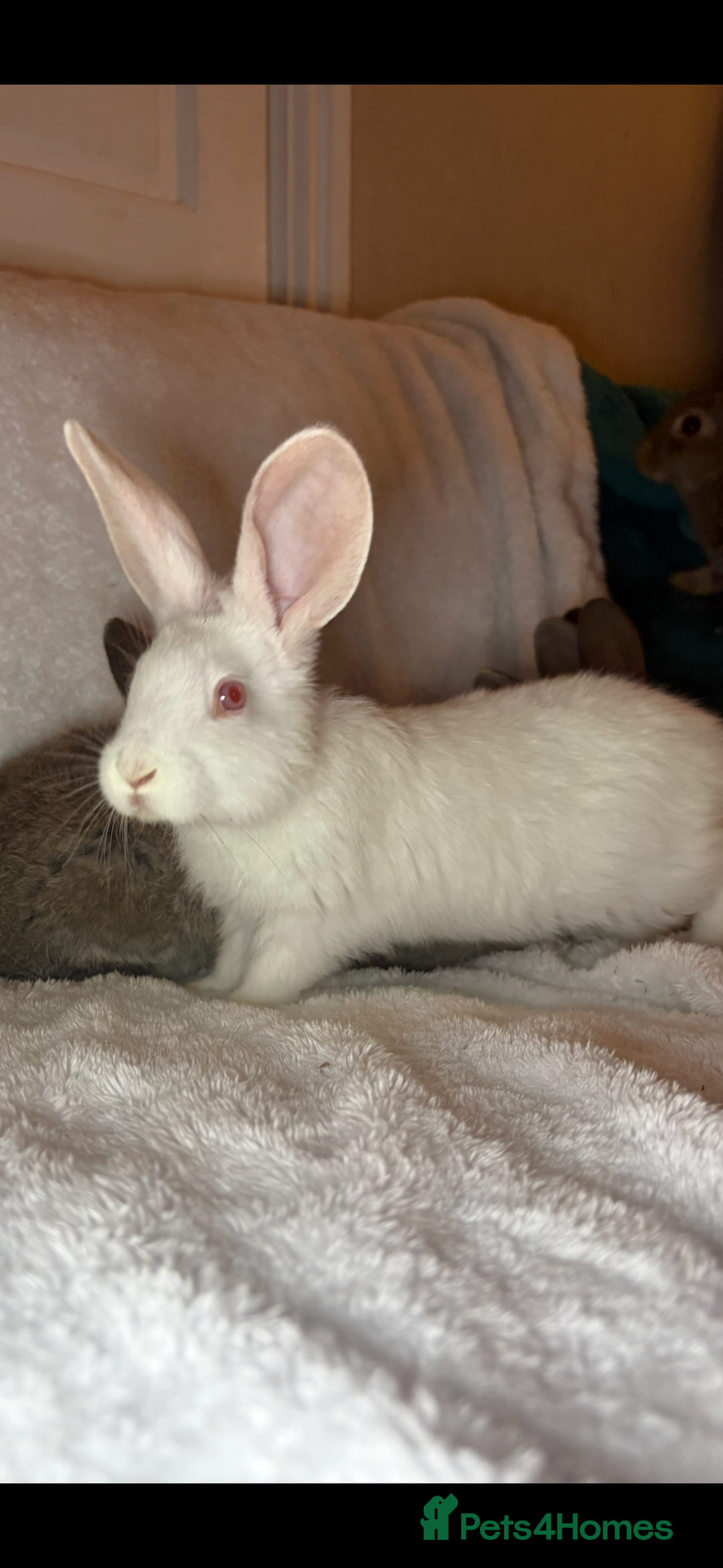 Continental Giant rabbits for sale: Beautiful continental giant baby rabbits ready  - Advert 12