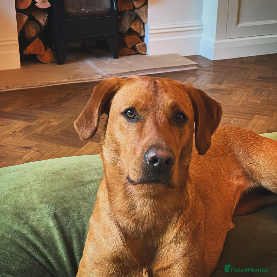 Labrador Retriever dogs for sale: KC Registered, Fox Red Labrador Retriever Puppies - Advert 5