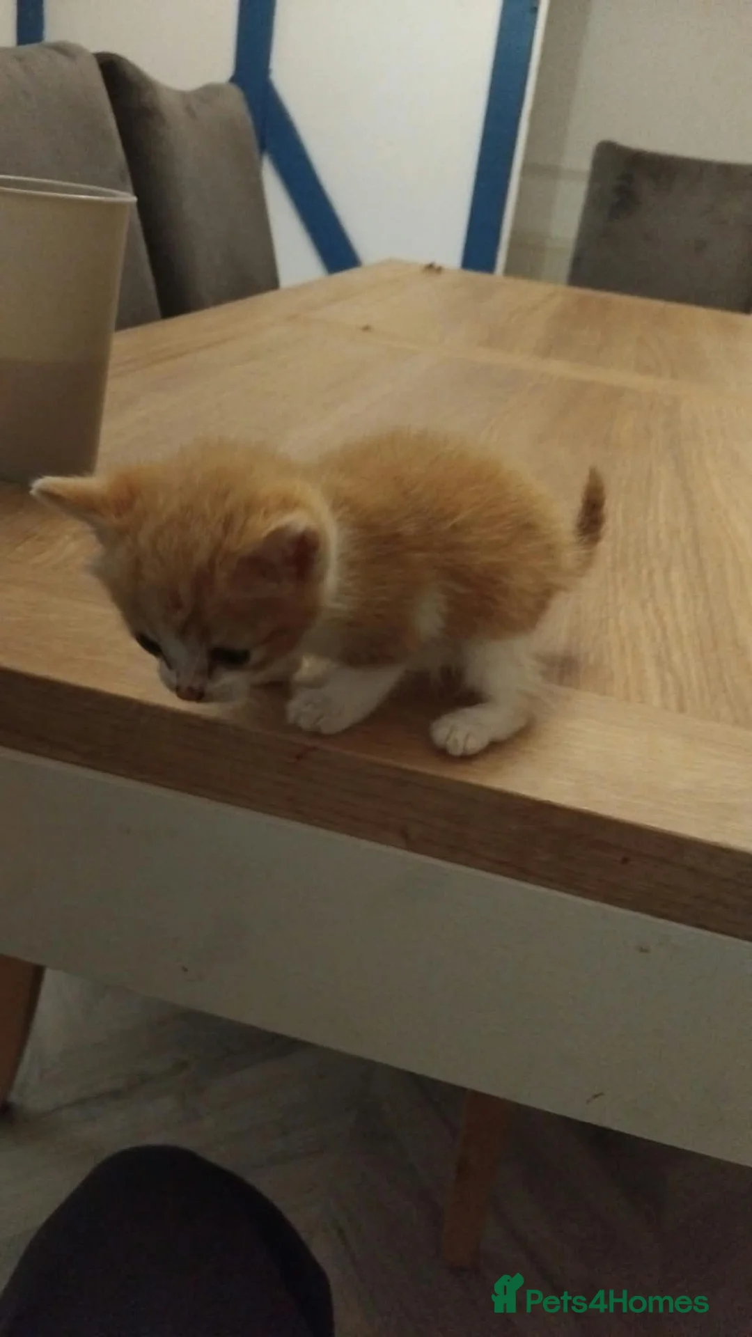 Mixed Breed cats for sale: 1 male and 2 female ginger kittens  - Advert 6