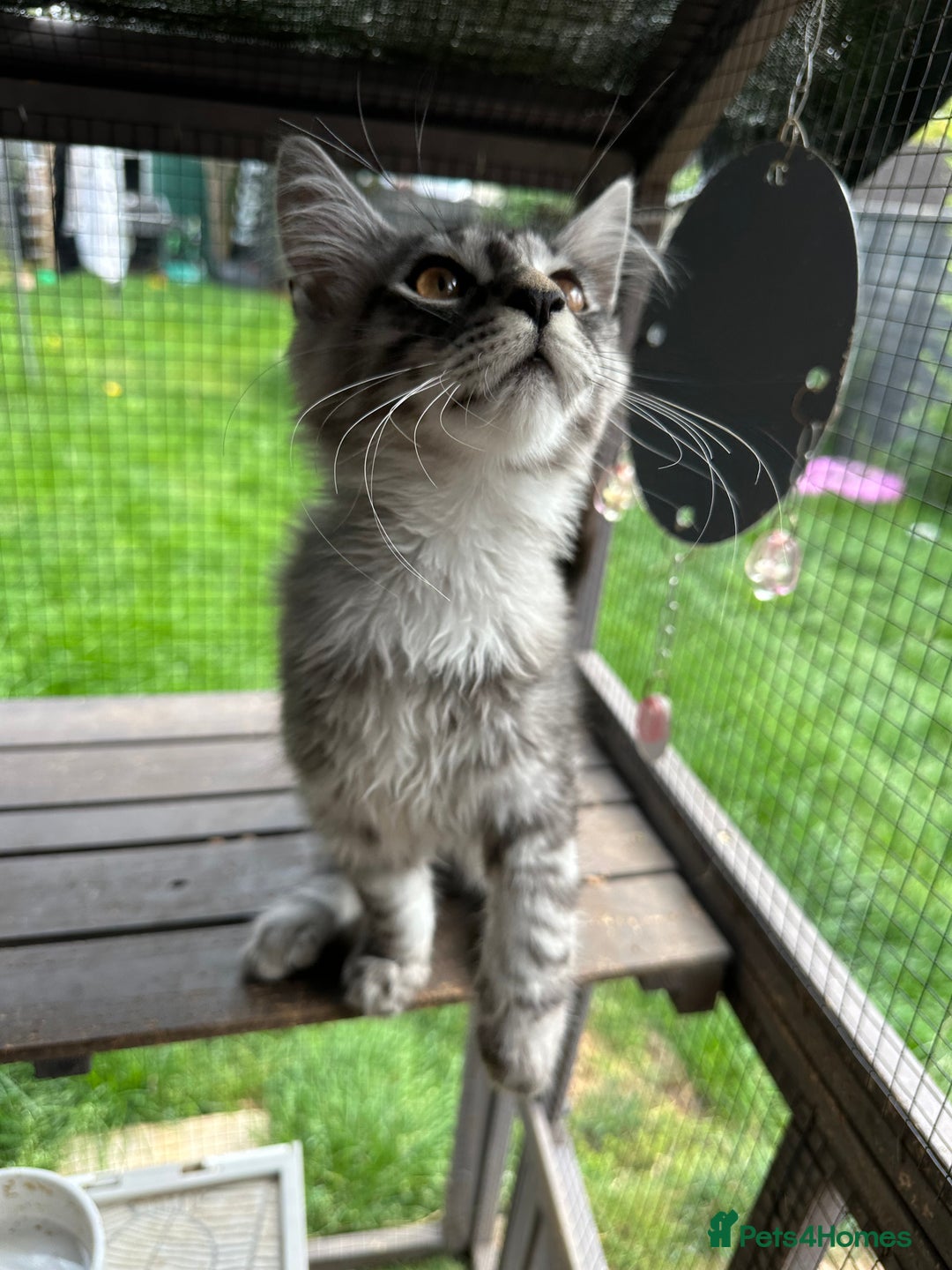 Maine Coon cats for sale: FULL Mainecoon kittens  - Image 7