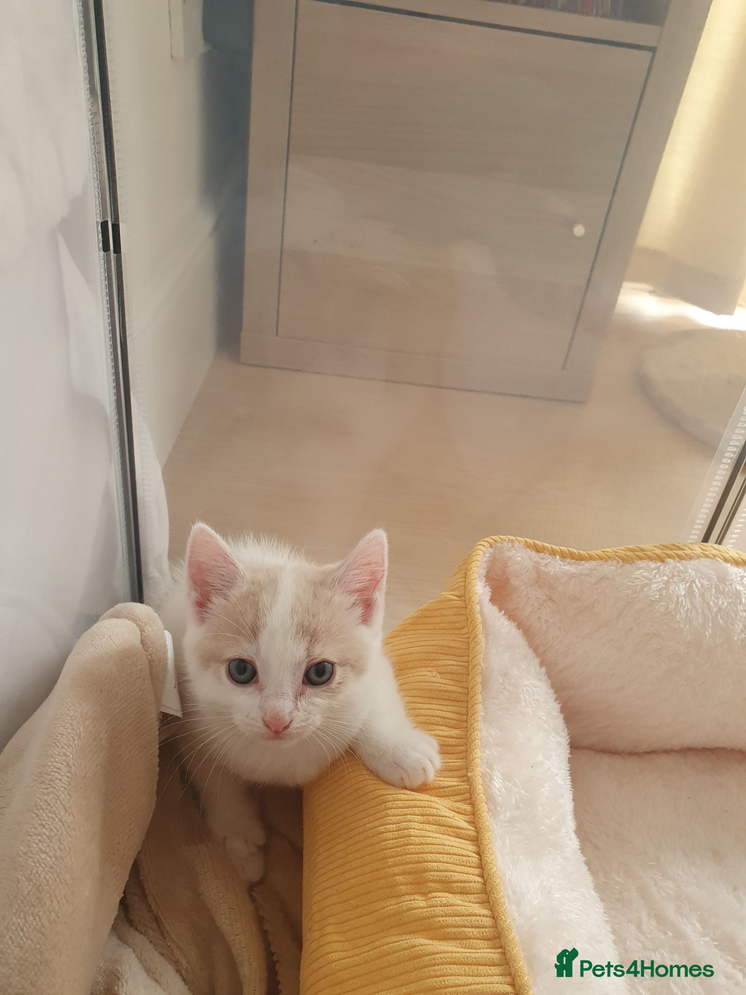 Mixed Breed cats 1 rare colour gorgeous little boy - Advert 1