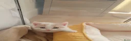 Mixed Breed cats for sale: 1 rare colour gorgeous little boy - Advert 2