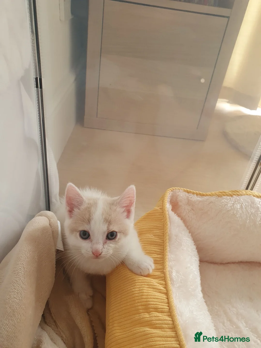 Mixed Breed cats for sale: 1 rare colour gorgeous little boy - Advert 2