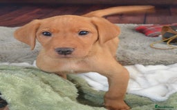Labrador Retriever dogs for sale: 2 stunning KC Labrador boys left  - Image 3