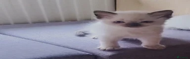 Ragdoll Kitten 2