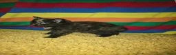 Mixed Breed cats for sale: Female Kittens for sale  - Advert 3