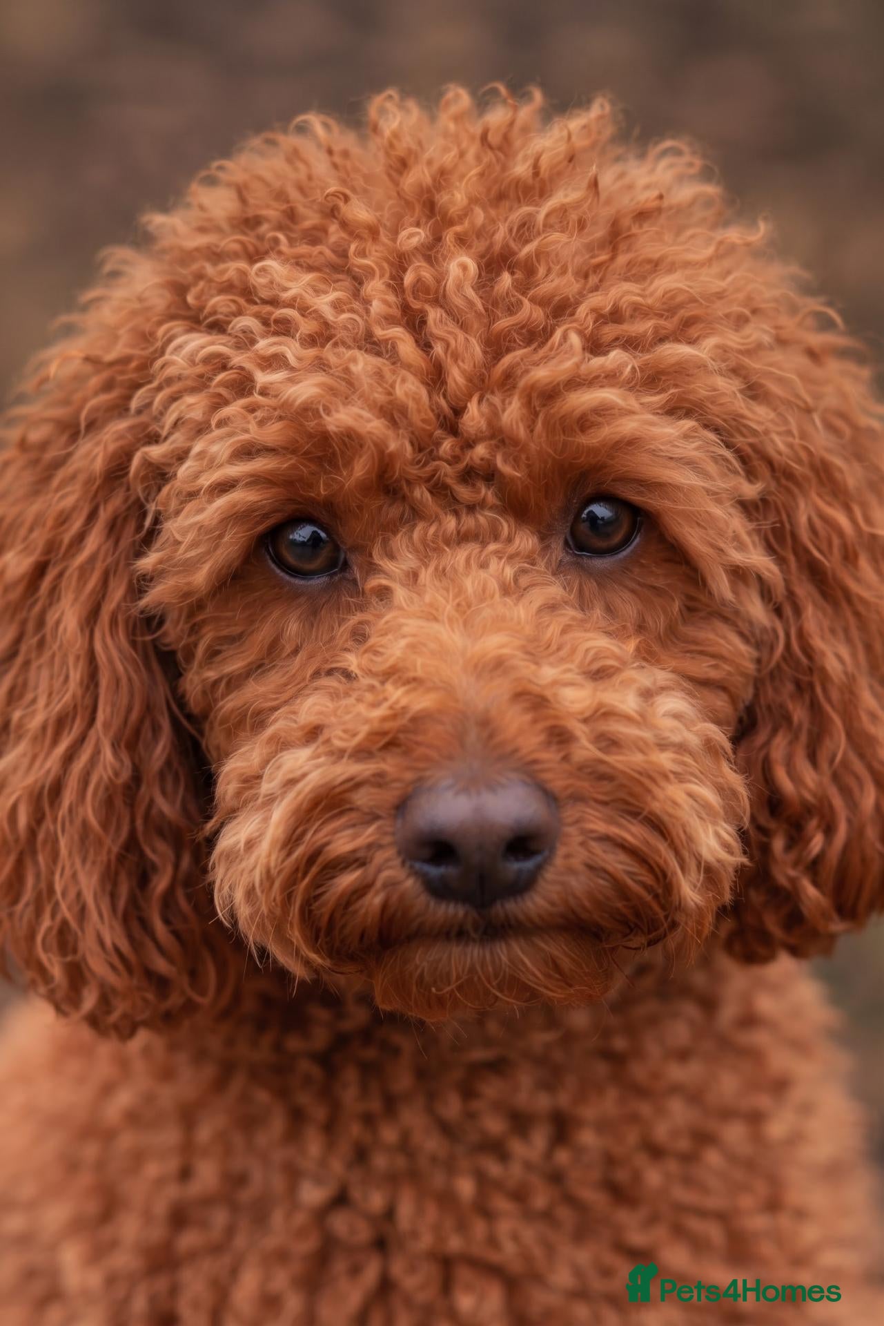Toy Poodle dogs TOY POODLE BOY FOR STUD - Advert 1