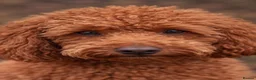 Toy Poodle dogs for stud: TOY POODLE BOY FOR STUD - Advert 1