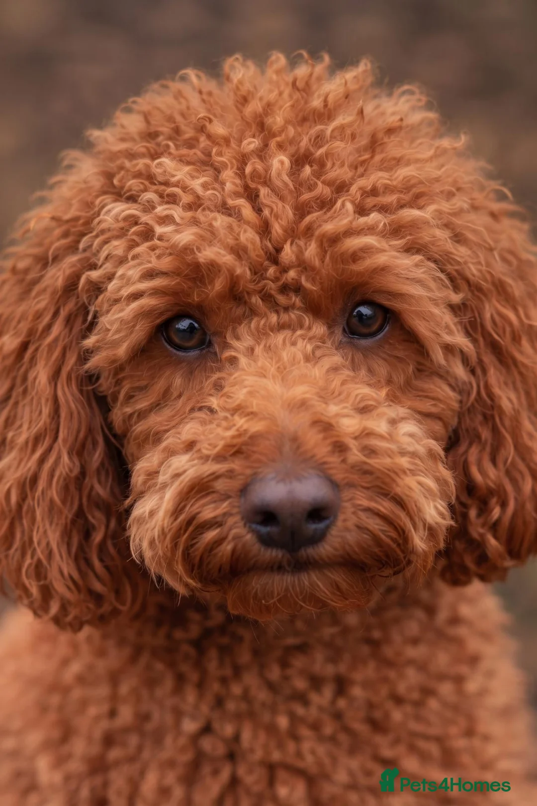 Toy Poodle dogs for stud: TOY POODLE BOY FOR STUD - Advert 1