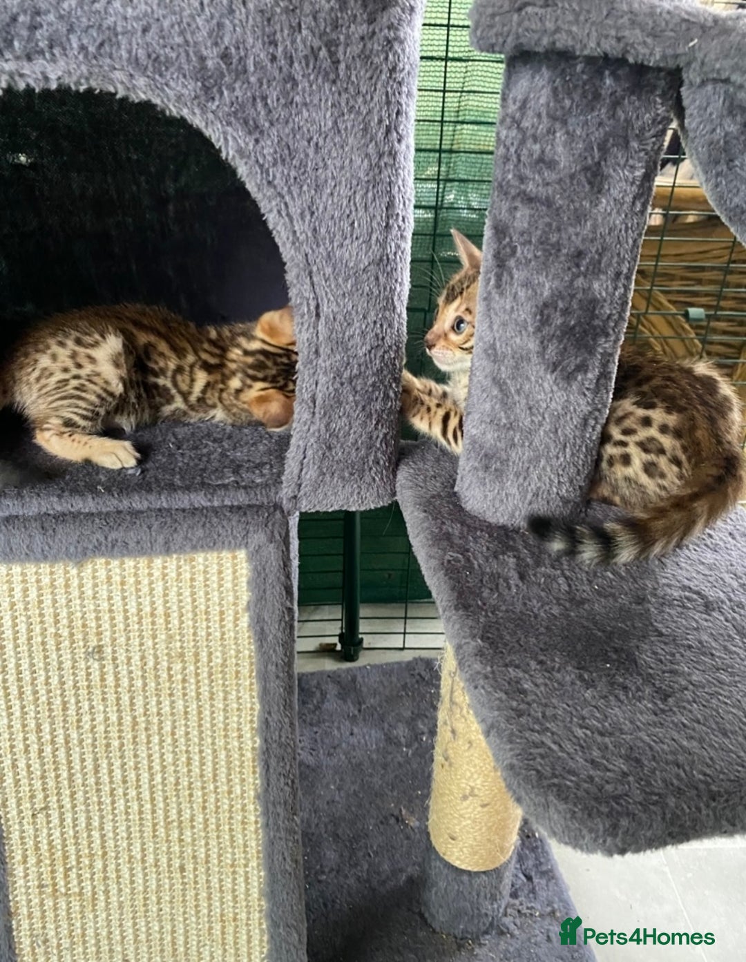 Bengal cats for sale: Health Tested TICA 🩷Bengal female kittens  - Image 5