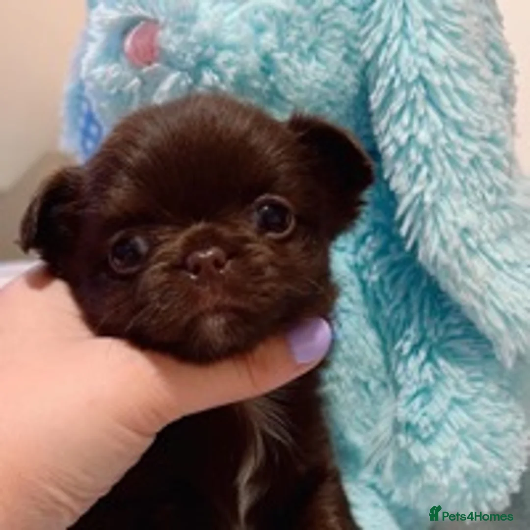 Chihuahua dogs for stud: Extra tiny chocolate and tan stud dog DNA tested in Rotherham - Advert 16