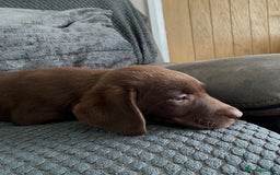 Labrador Retriever dogs for sale: Labrador puppies  - Image 7