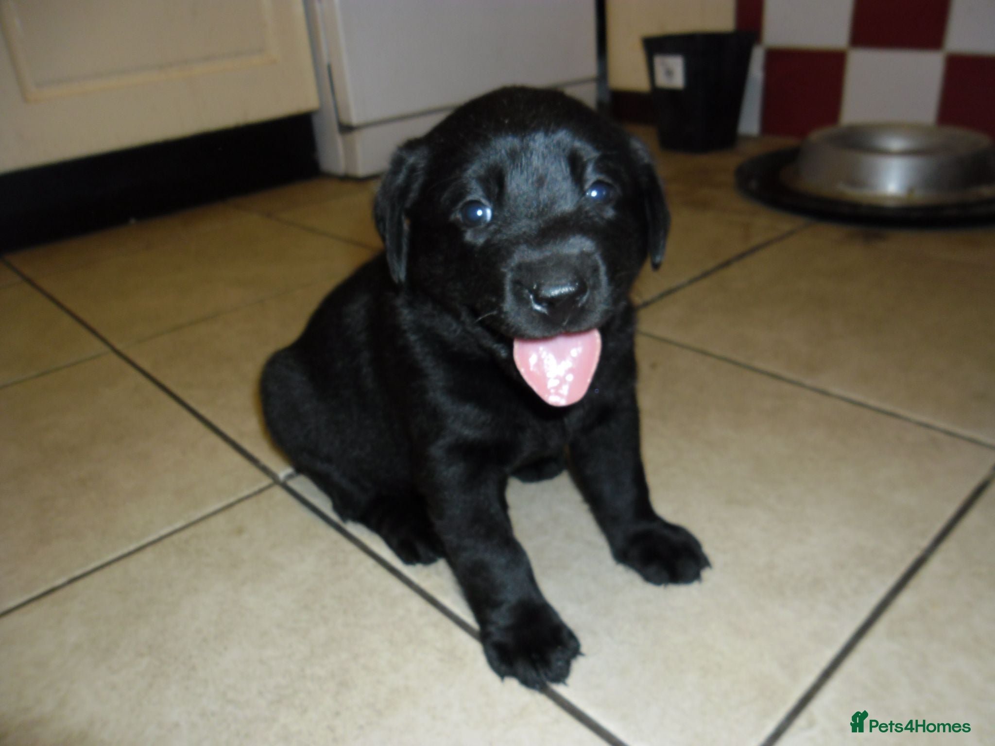 Labrador Retriever dogs 7 BEAUTIFUL FRIENDLY PUPPIES FOR SALE  - Advert 2