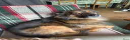 Mixed Breed dogs for adoption: 🐾 RUSTY - RESERVED - Advert 4