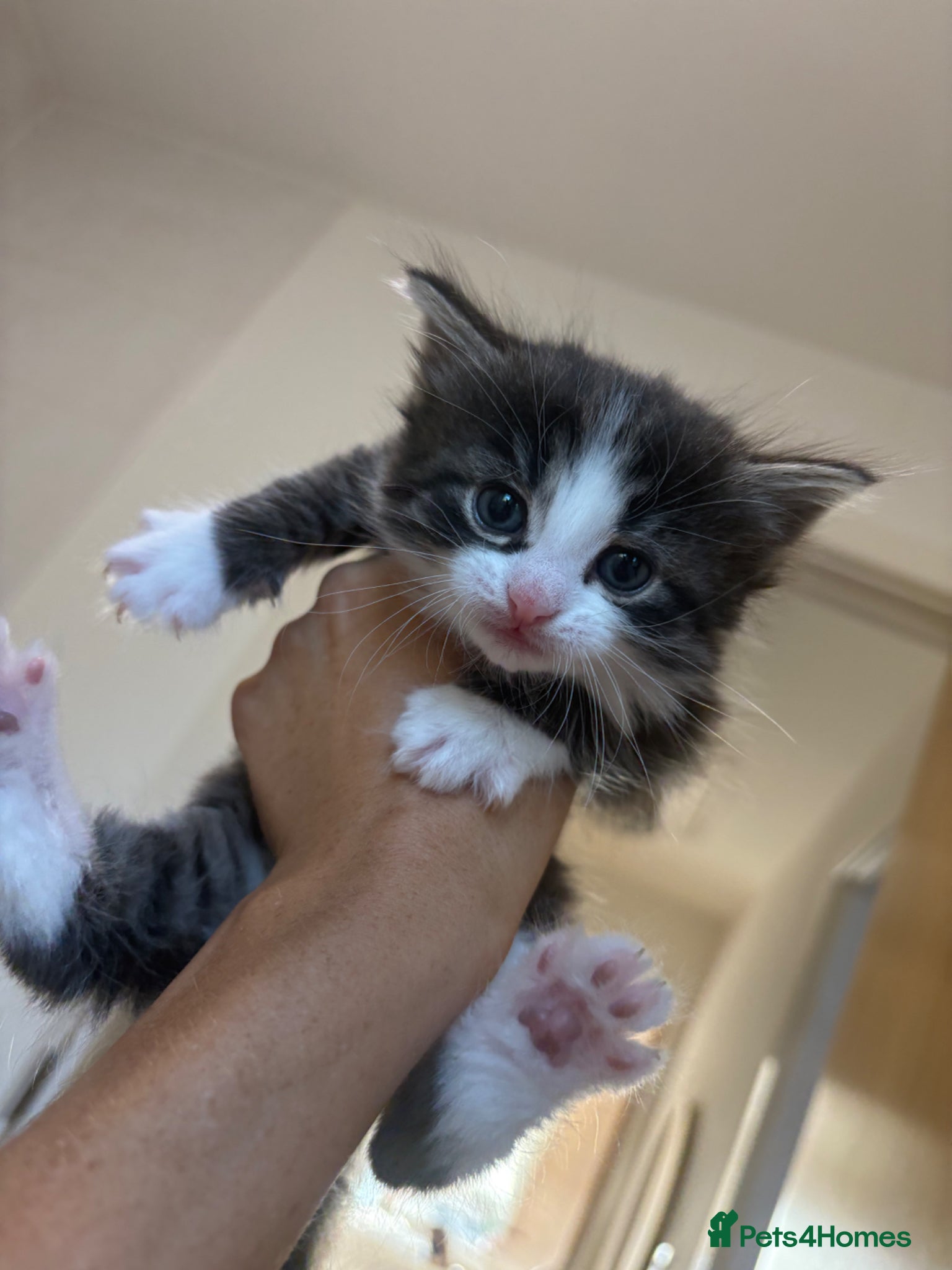 Ragdoll cats for sale: Ragdoll x bengal kittens  - Advert 11