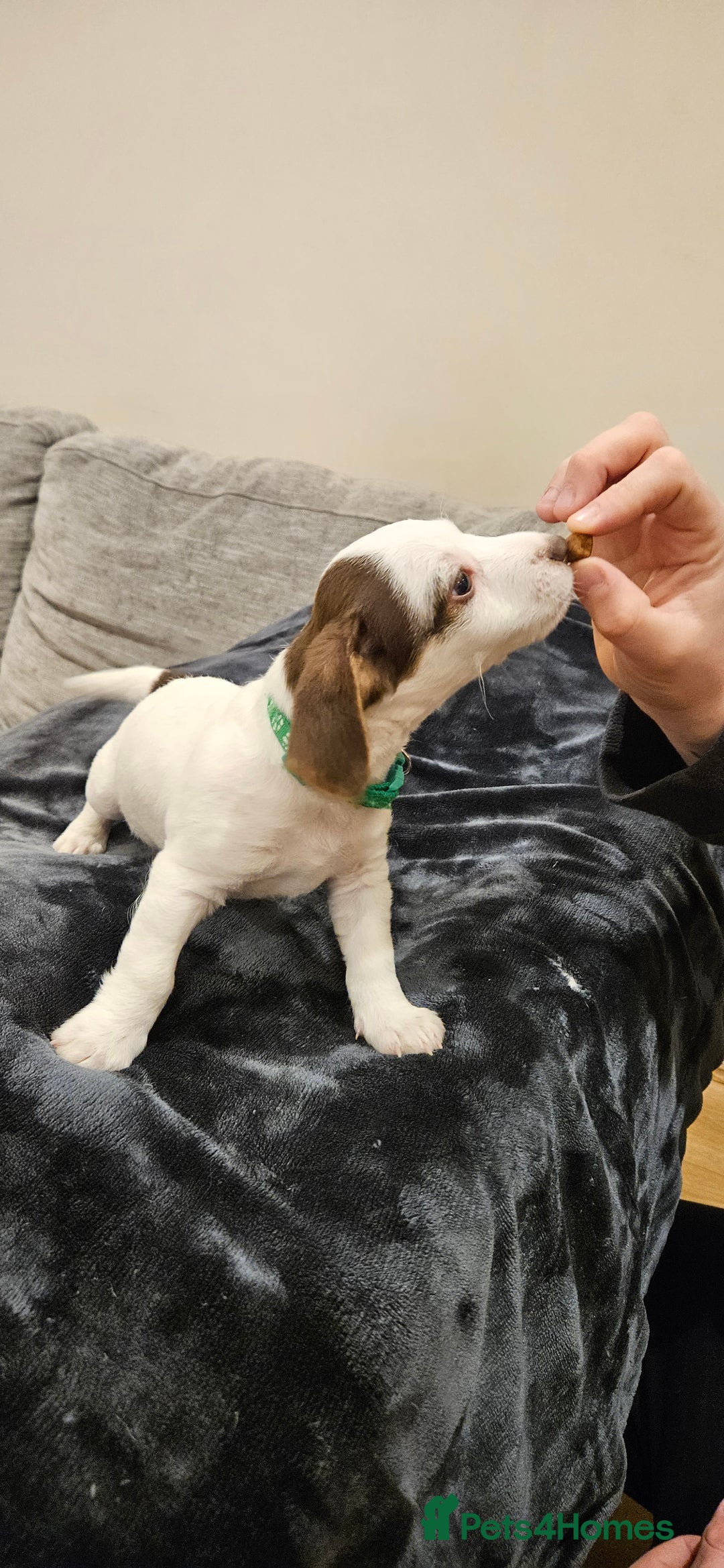 Mixed Breed dogs for sale: Beautiful Jackapoo puppies for sale- Available now - Advert 5