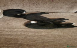 Domestic Shorthair cats for sale: 3 kittens looking for their forever homes in Newmarket - Image 5