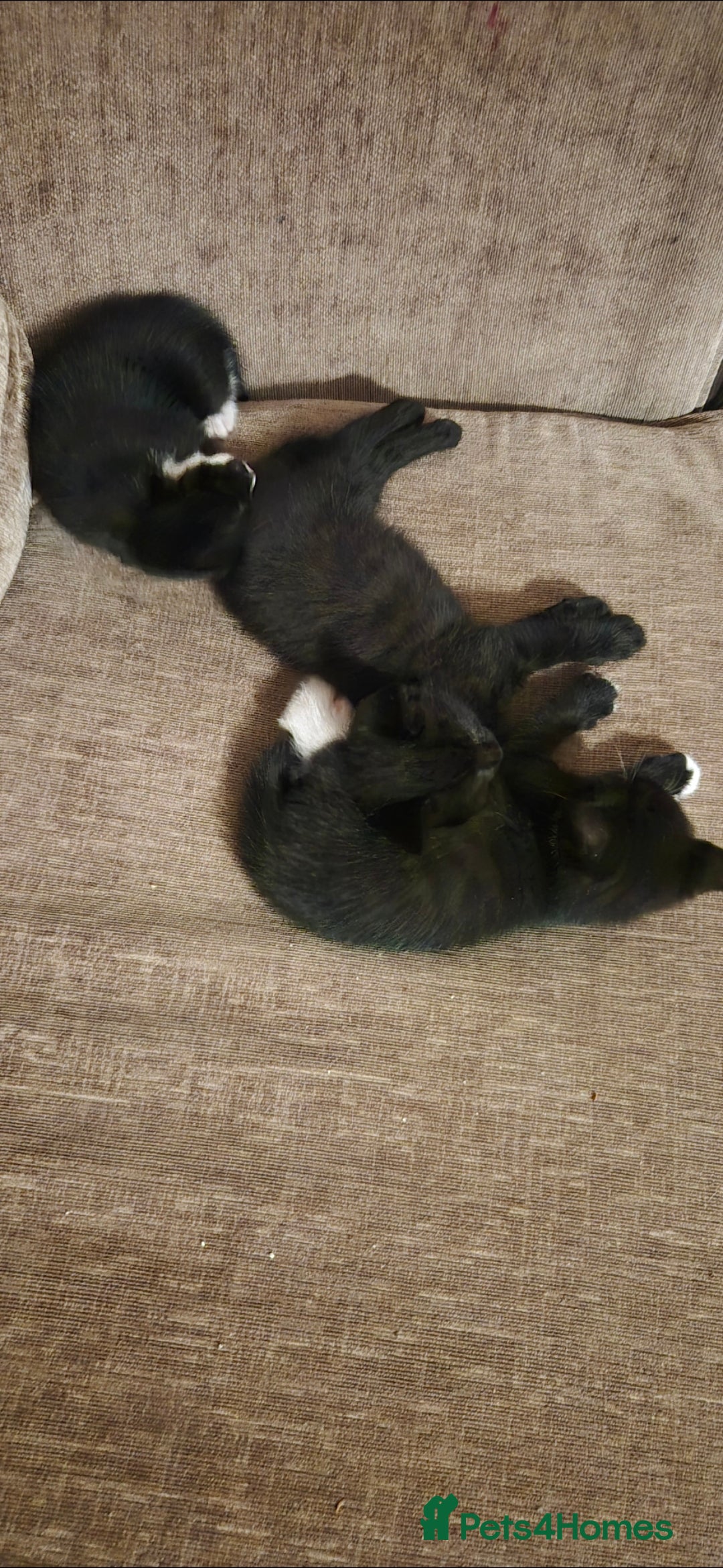 Domestic Shorthair cats for sale: 3 kittens looking for their forever homes in Newmarket - Image 5