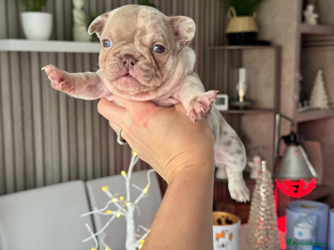 French Bulldog dogs for sale: Kc registered new shade french bulldog puppies  - Advert 12
