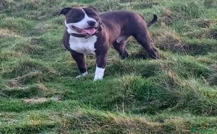 Staffordshire Bull Terrier dogs - Advert 1