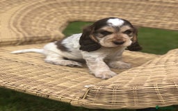 Cocker Spaniel dogs for stud: Show Cocker At Stud Highly Health Tested in Sandbach - Image 21
