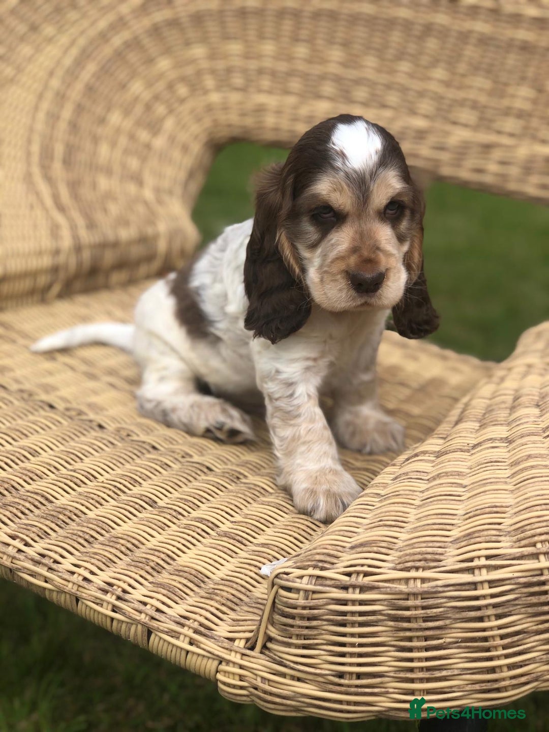 Cocker Spaniel dogs for stud: Show Cocker At Stud Highly Health Tested in Sandbach - Image 21