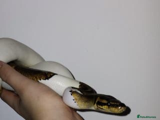 Python Snake reptiles Ball python - Advert 5