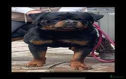 Rottweiler dogs for stud: Stunning KC registered fully health tested male   in Burnley - Image 4