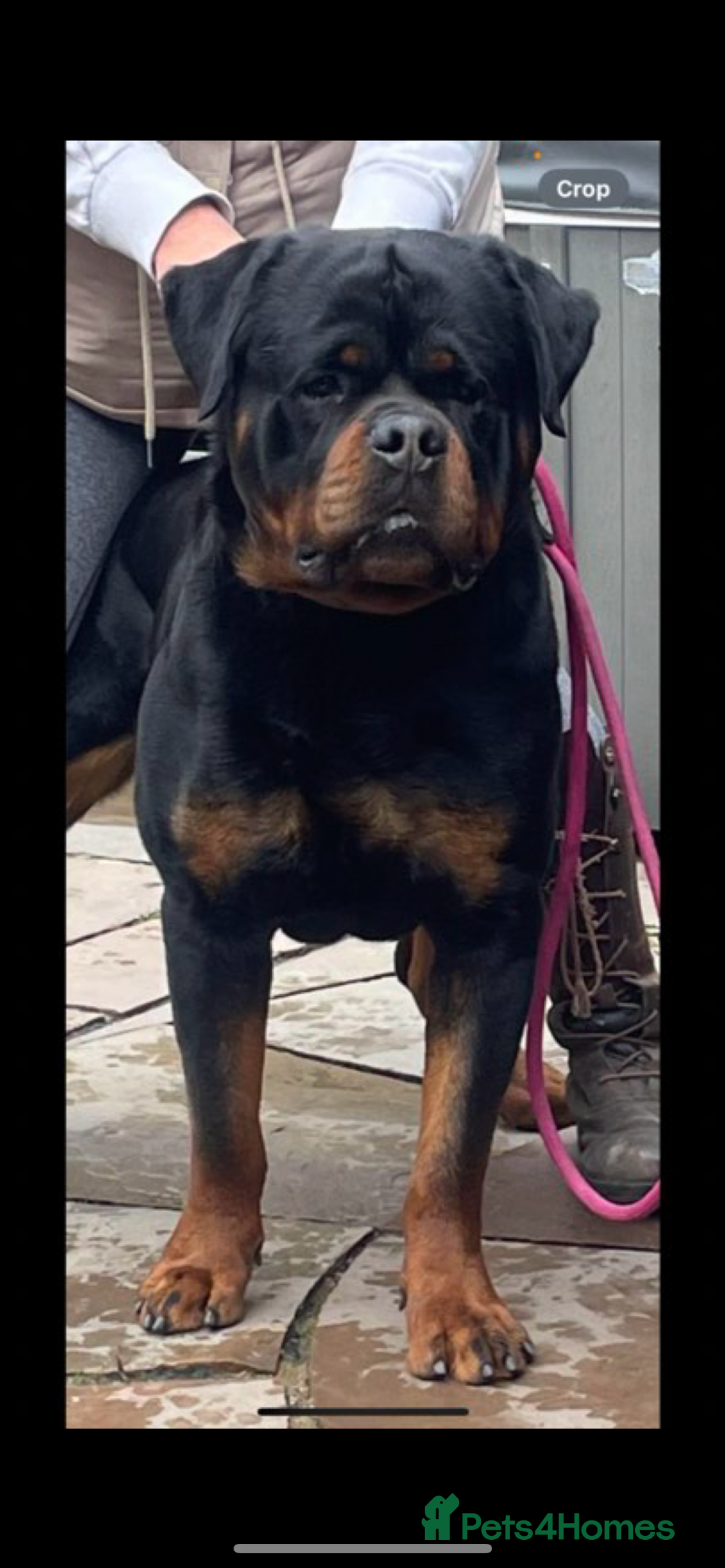 Rottweiler dogs for stud: Stunning KC registered fully health tested male   in Burnley - Image 4