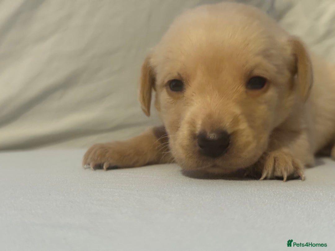 Labrador Retriever dogs for sale: KC registered Labrador puppies - Image 8