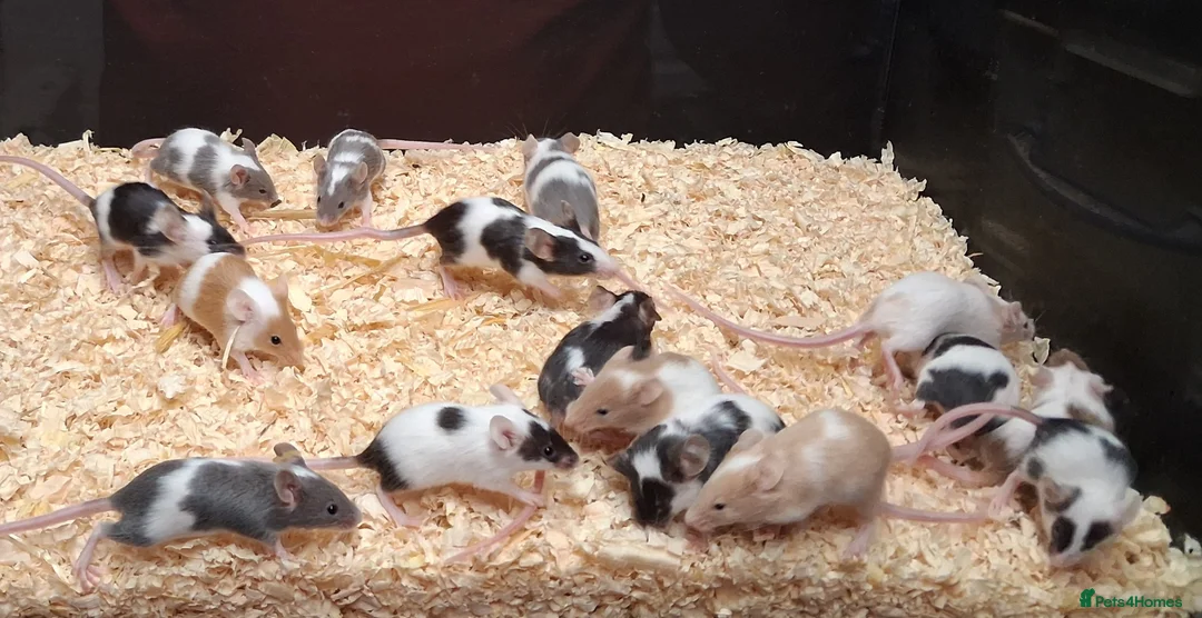 Mouse rodents for sale: Young Mice, Fancy, Tri Colours , Naked - Advert 1