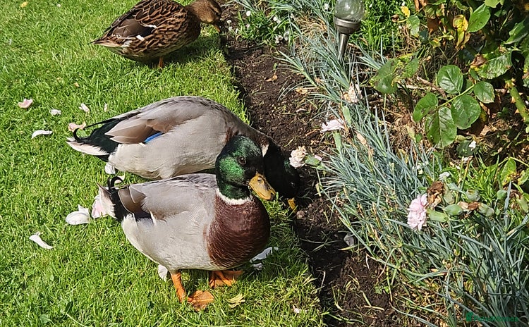 Ducks poultry - Advert 11