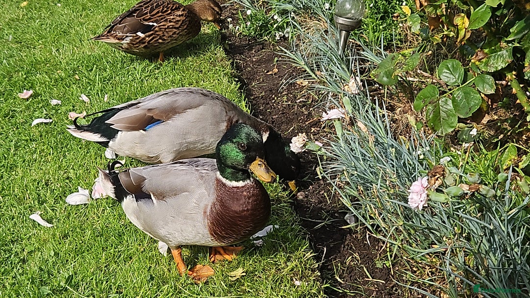 Ducks poultry for sale: Two call drakes (male call ducks) - Image 1