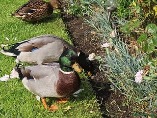 Ducks poultry - Advert 19