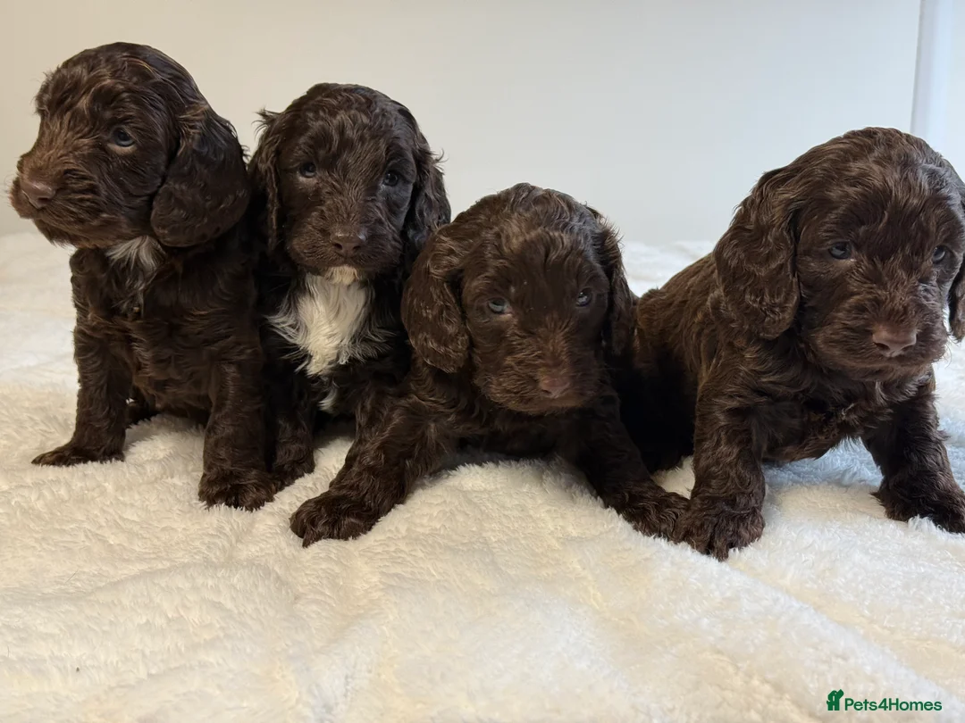 Cockapoo dogs for sale: F1 Show Cocker Cockapoo Choc Drops  - Advert 2