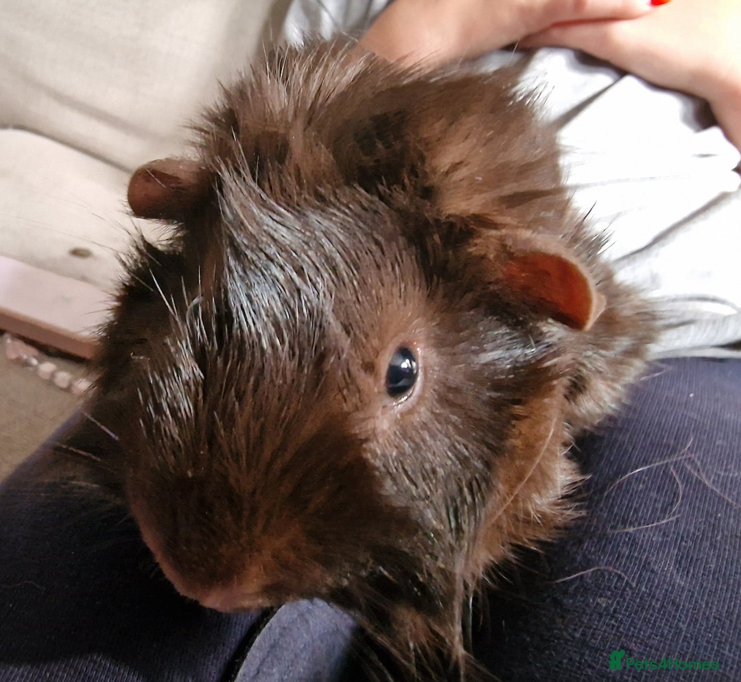 Guinea Pig rodents for sale: Lonely guinea pig  - Image 5