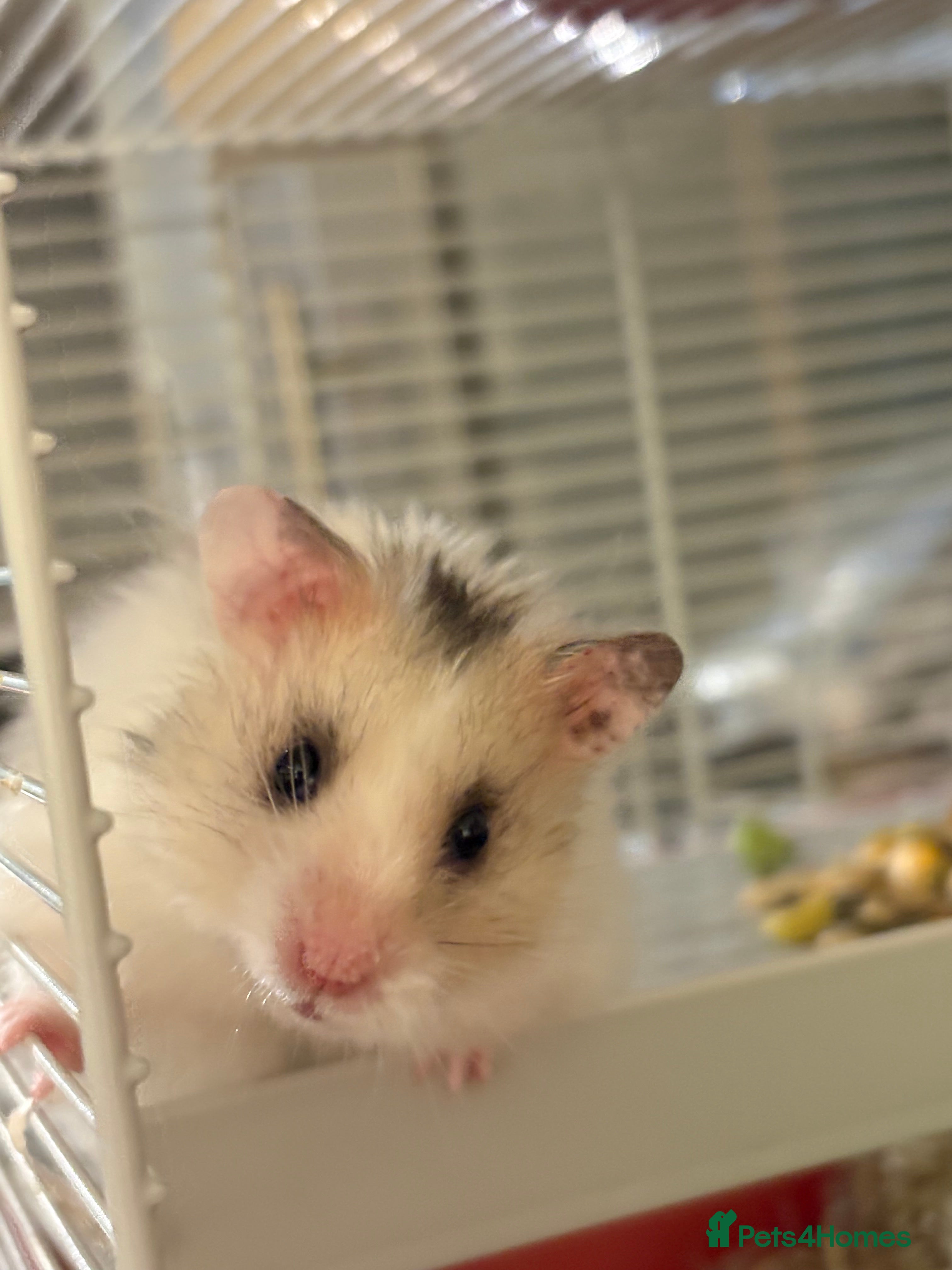 Hamster rodents Baby hamsters for sale - Last male left - Advert 9