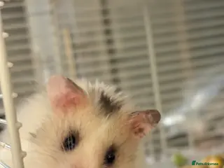 Hamster rodents Baby hamsters for sale - Last male left - Advert 9