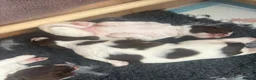English Springer Spaniel dogs for sale: KC Registered Springer Spaniel Puppy - Advert 5