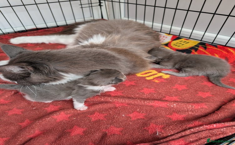 Maine Coon cats - Advert 6