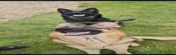 German Shepherd dogs for sale: German Shepard puppies (full breed)  in Burnley - Advert 7