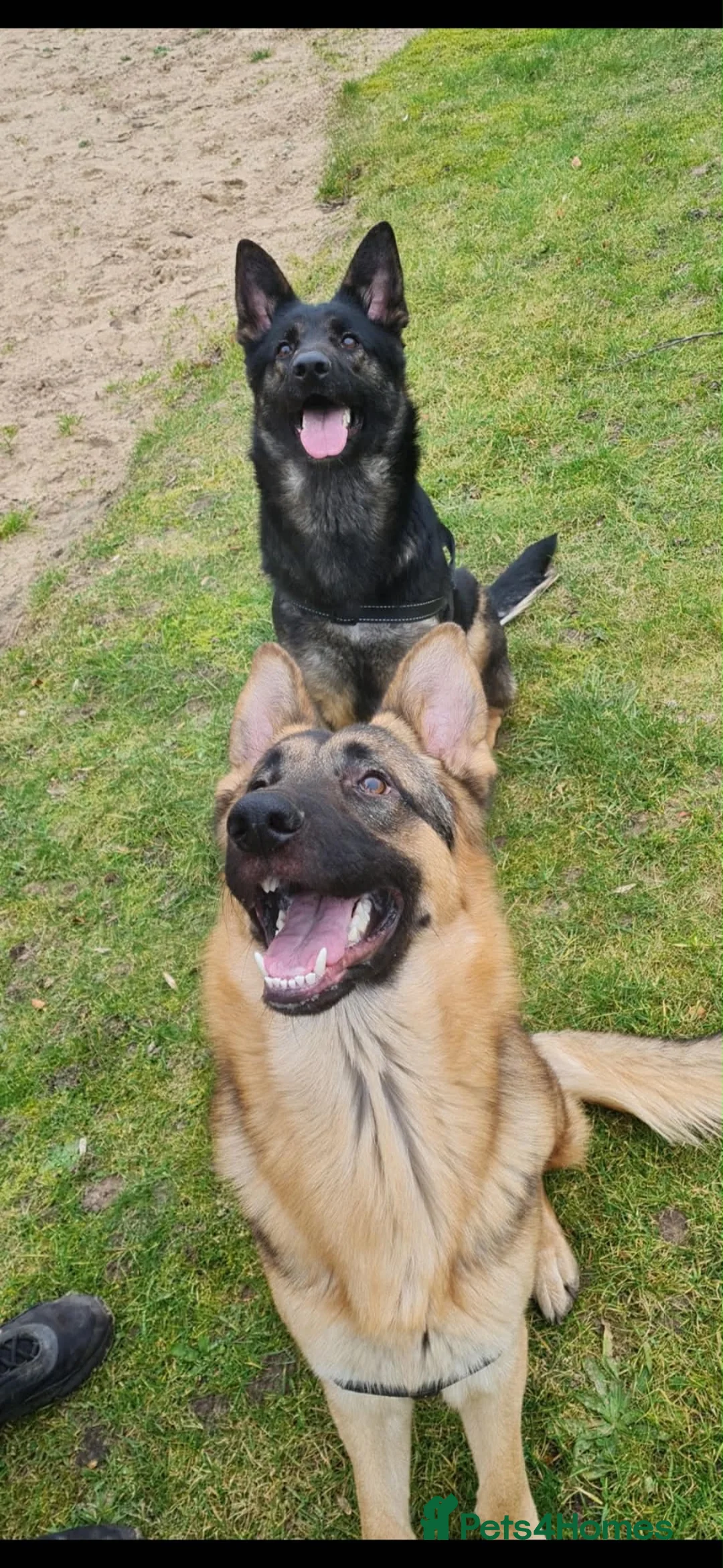 German Shepherd dogs for sale: German Shepard puppies (full breed)  in Burnley - Advert 7