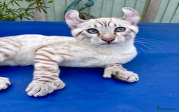 Keetso cats for sale: The best Keetso boy ever  - Image 14