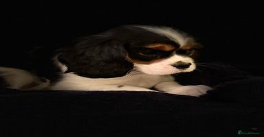 Cavalier King Charles Spaniel dogs Stunning Cavalier Pups - Advert 6