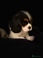 Cavalier King Charles Spaniel dogs Stunning Cavalier Pups - Advert 6