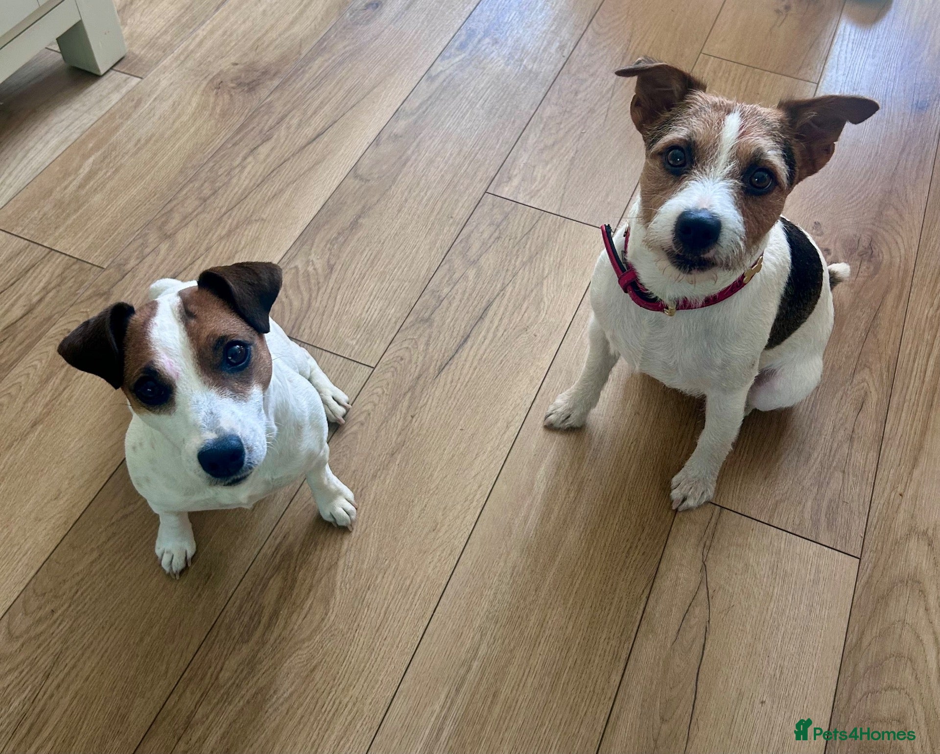 Jack Russell dogs Beautiful Jack Russell Puppies  - Advert 1