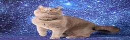 British Shorthair cats for sale: Retired British Shorthair/Longhaired females - Advert 3