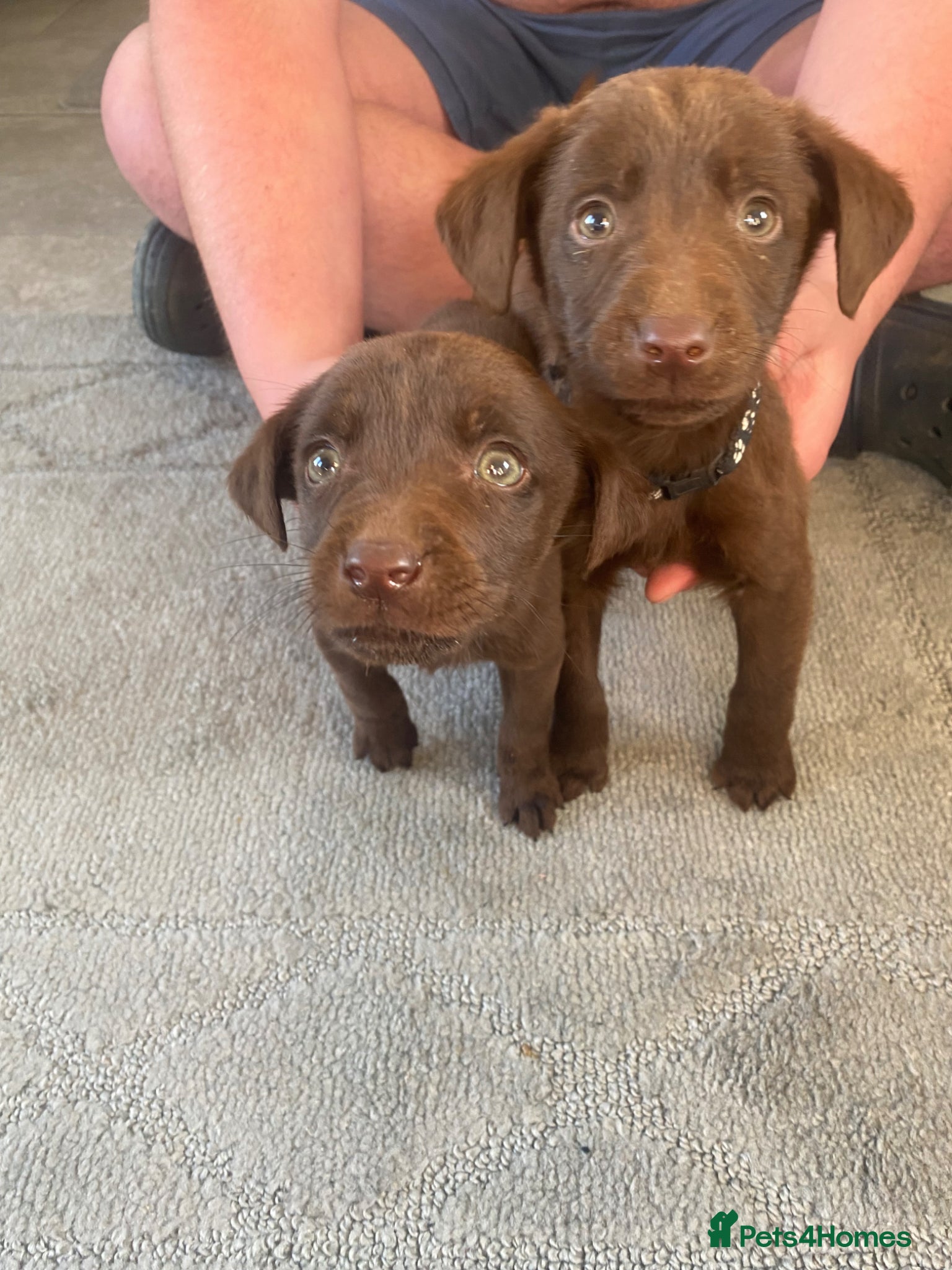Labrador Retriever dogs BEAUTIFUL BOYS 2 LEFT ONLY READY NOW!! - Advert 14