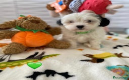 Malshi dogs for sale: Only 4 fantastic Malshi’s left - Image 2