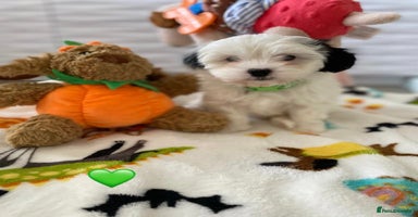Malshi dogs - Advert 13